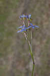 Nash's blue-eyed grass